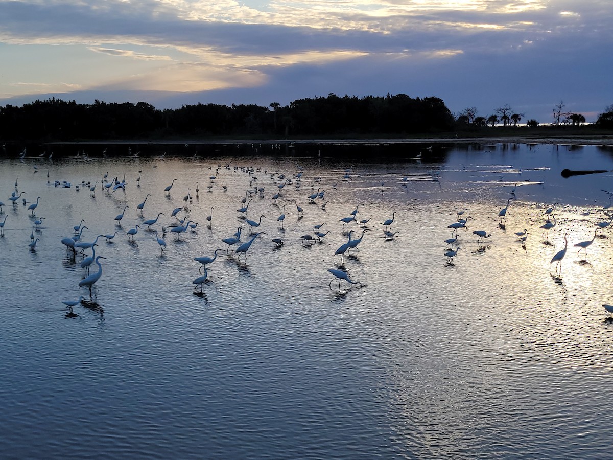 Great Egret - ML434838961