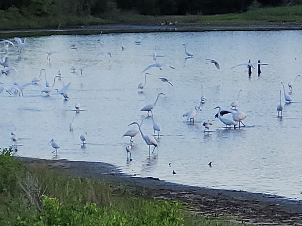 Great Egret - ML434839291