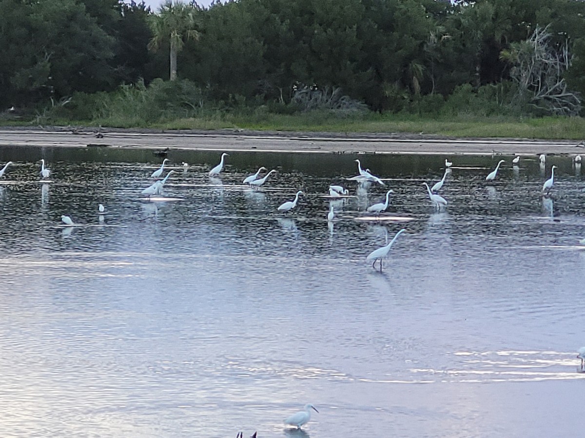 Great Egret - ML434839301