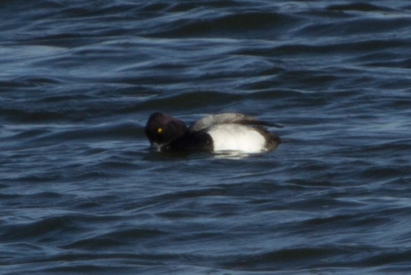 Lesser Scaup - Lindy Fung