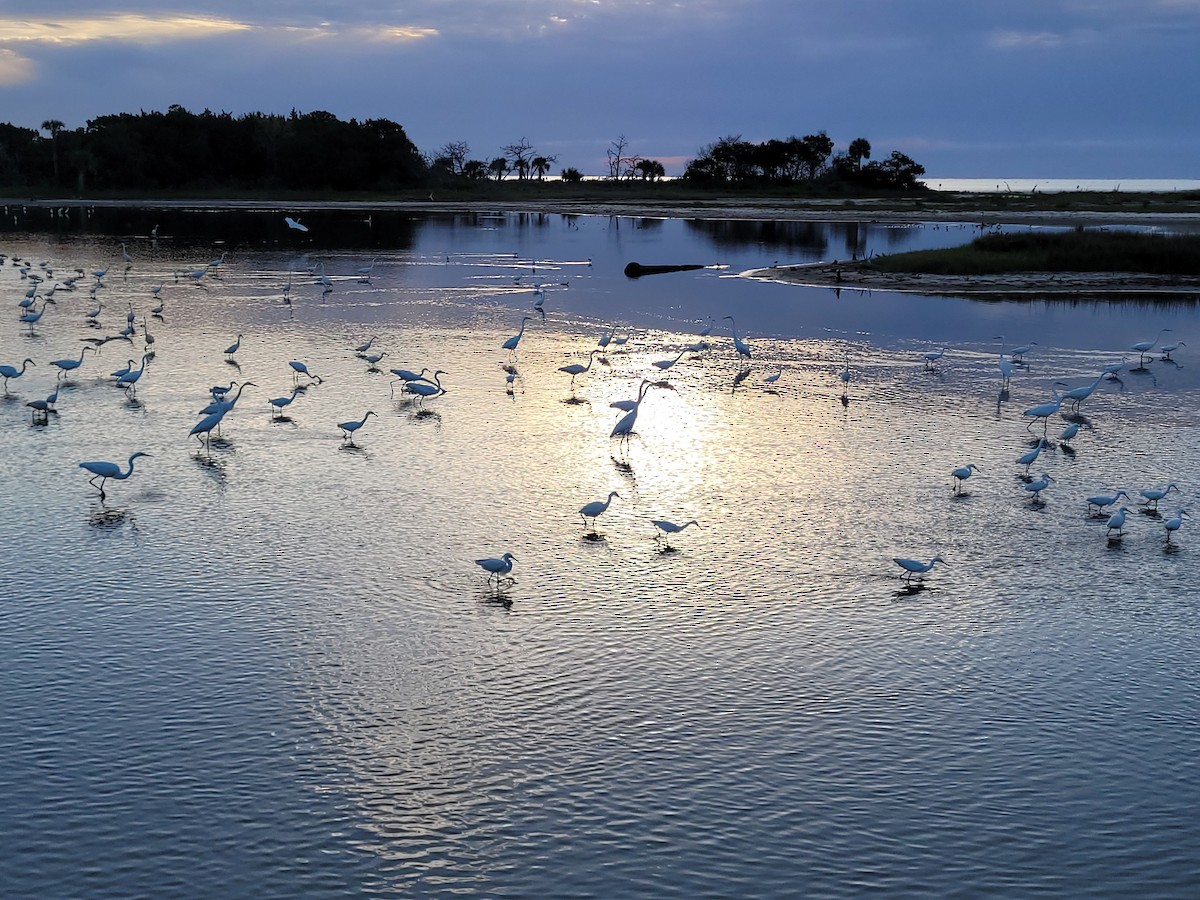 Great Egret - ML434839311