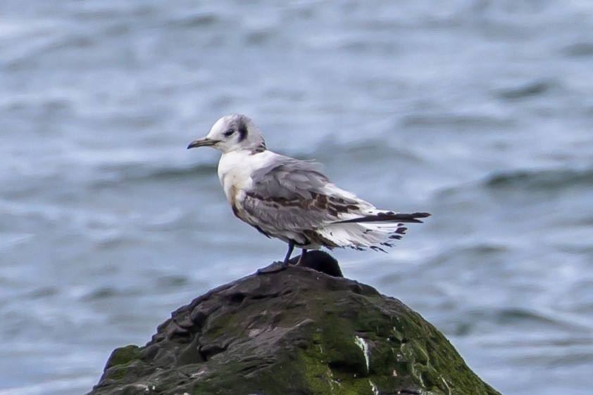 Black-legged Kittiwake - ML434839701