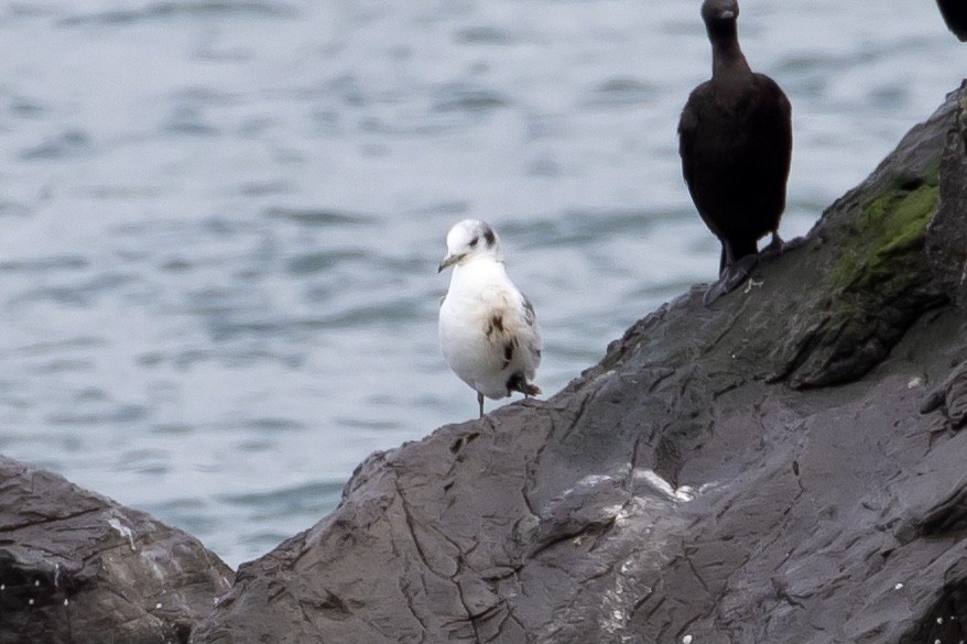 Black-legged Kittiwake - ML434839711