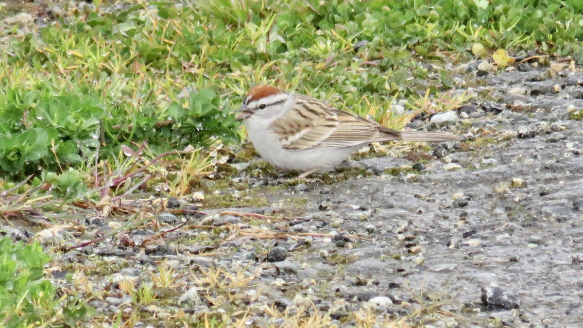 Chipping Sparrow - ML434839921