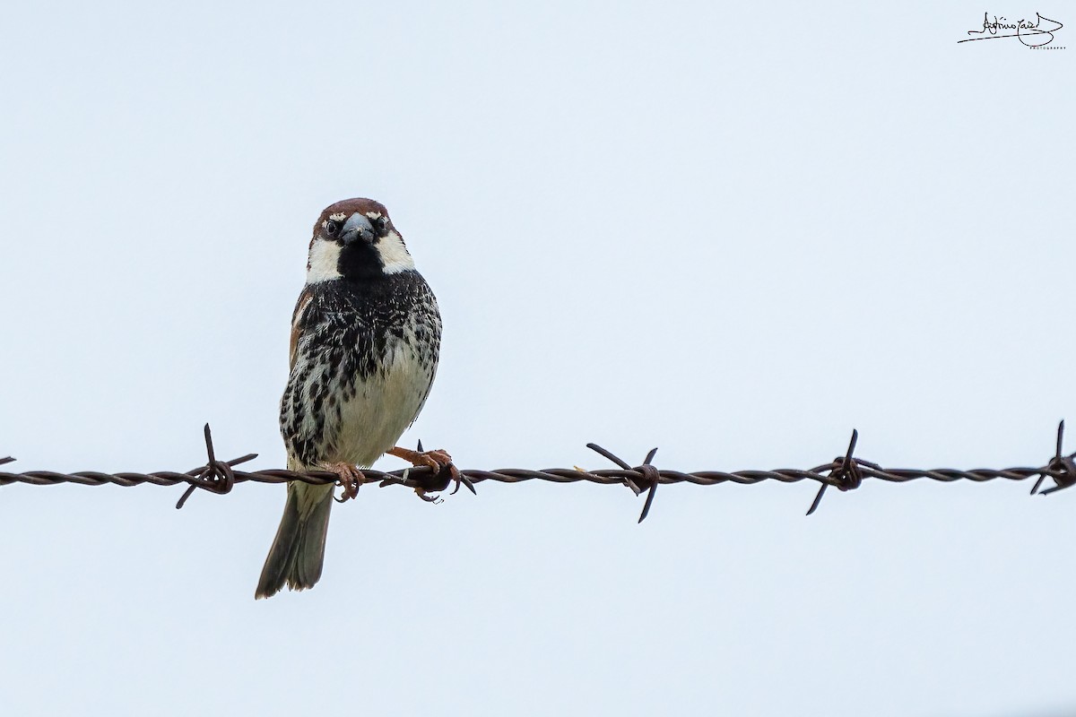Spanish Sparrow - ML434843261