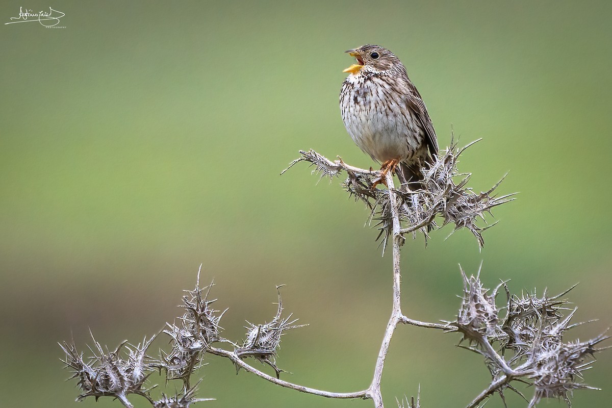 Corn Bunting - ML434843381
