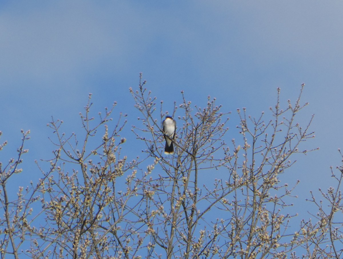 Eastern Kingbird - ML434844461