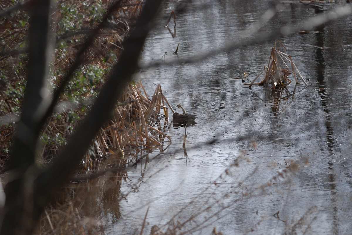 Green-winged Teal (Eurasian) - ML43484651