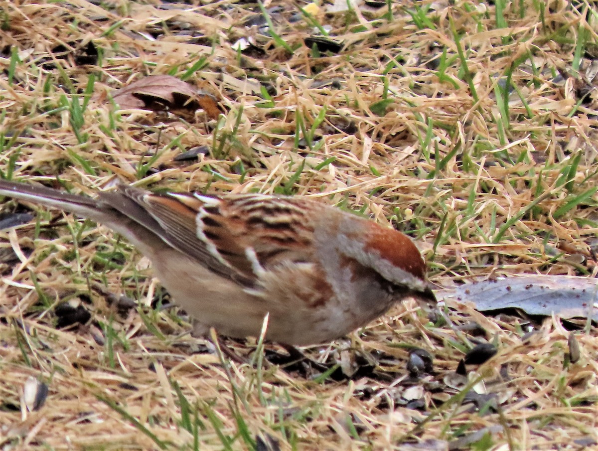 American Tree Sparrow - ML434846571