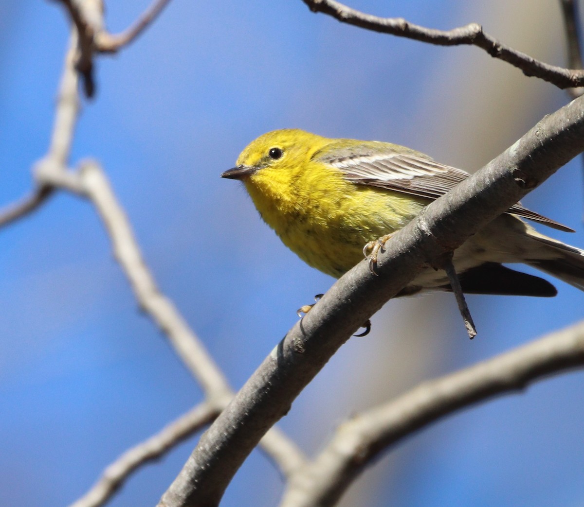 Pine Warbler - MA 2