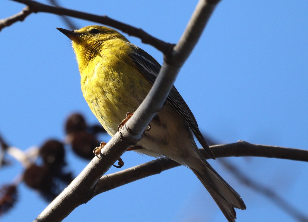 Pine Warbler - MA 2