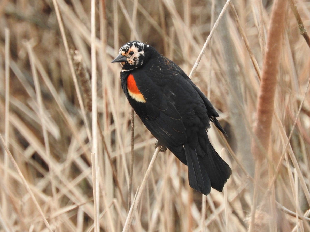 Red-winged Blackbird - ML434847681