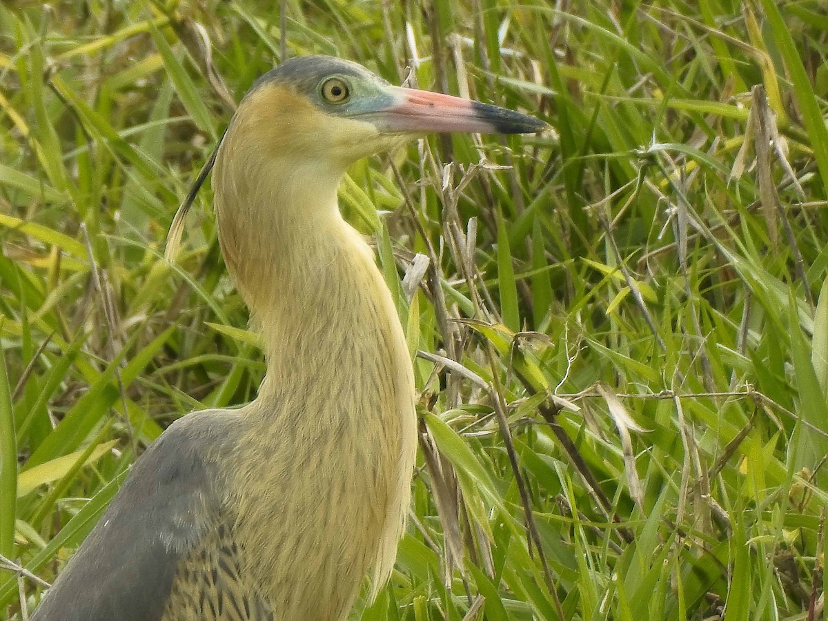 Whistling Heron - ML434848461