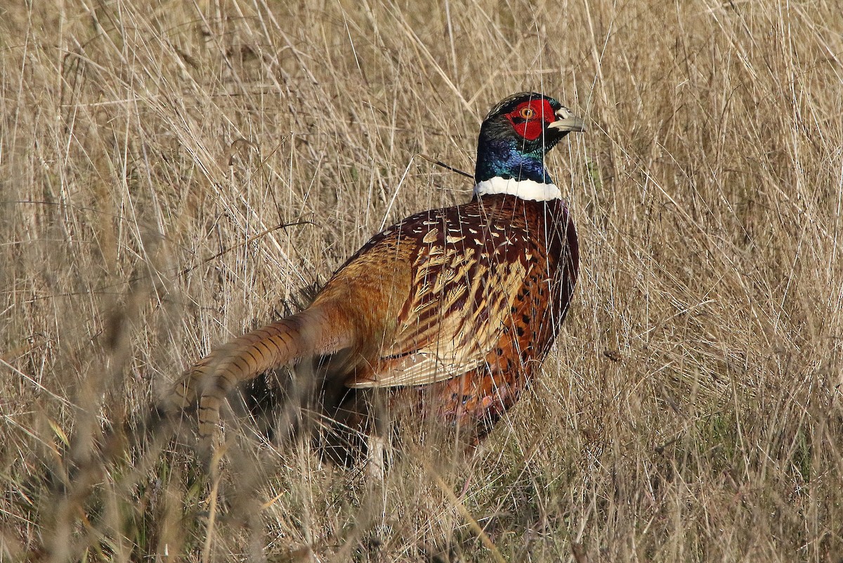 Ring-necked Pheasant - Glenn Anderson