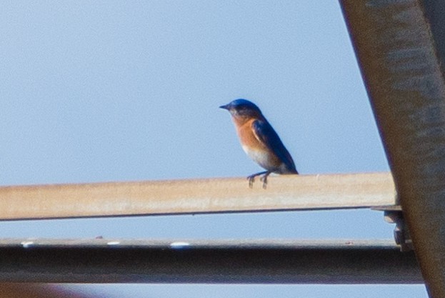 Eastern Bluebird - ML434848831