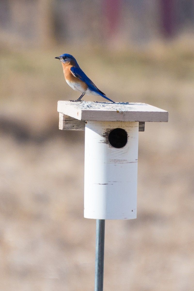 Eastern Bluebird - ML434848851