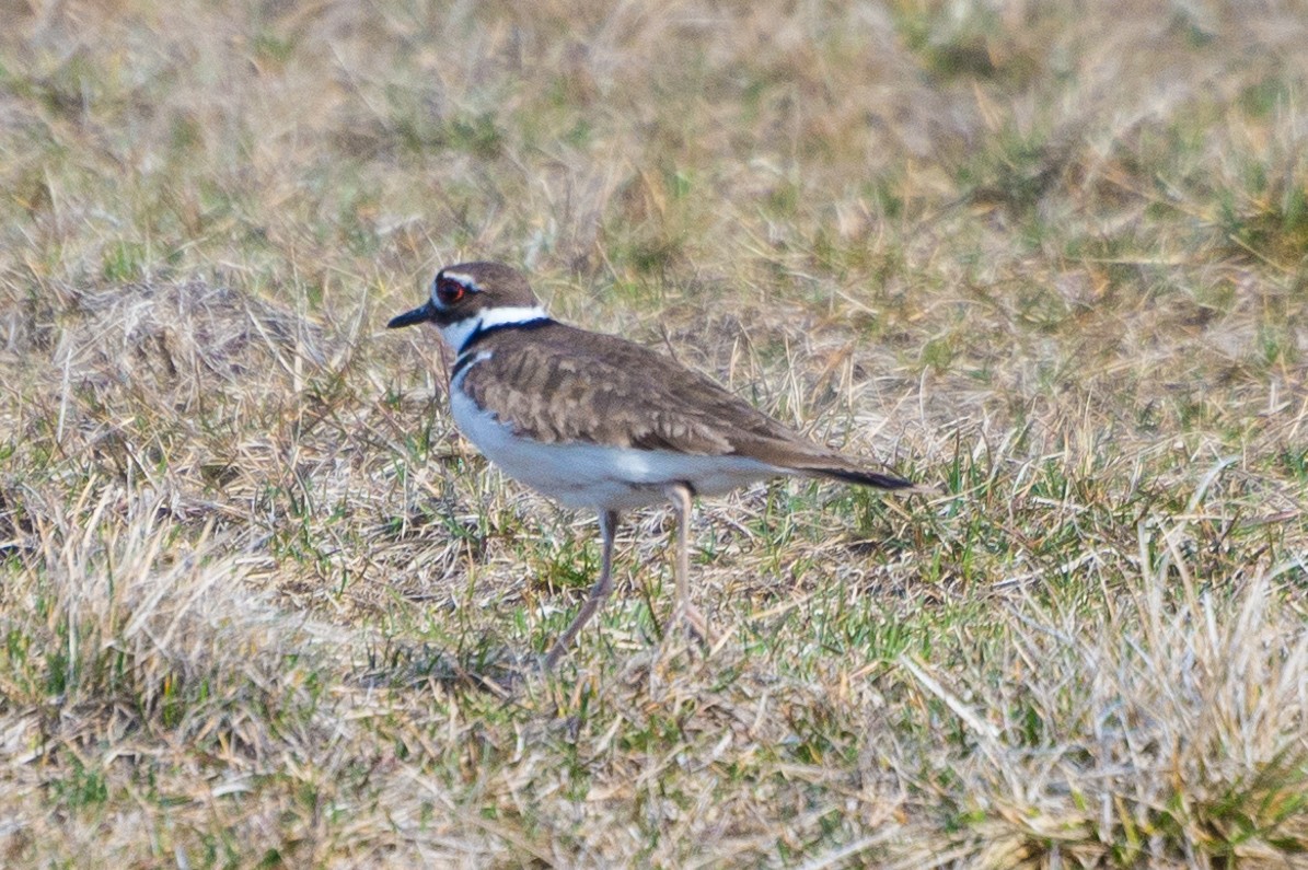 Kildir txirritxoa - ML434848951