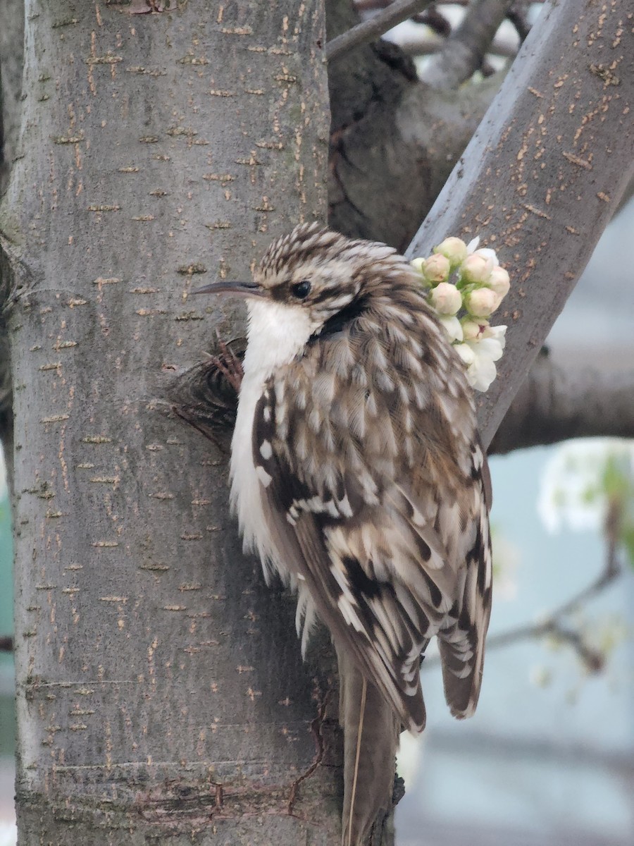 Brown Creeper - ML434850111