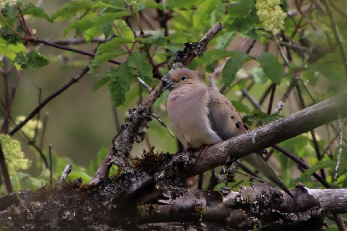 Mourning Dove - ML434850511