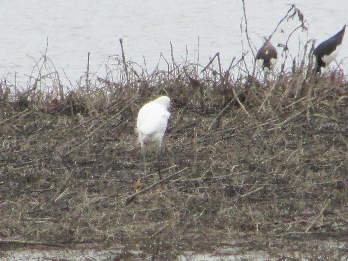 Snowy Egret - ML434850851