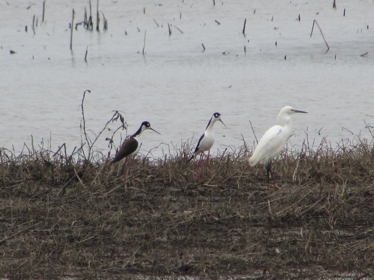 Snowy Egret - Mark Rhodes