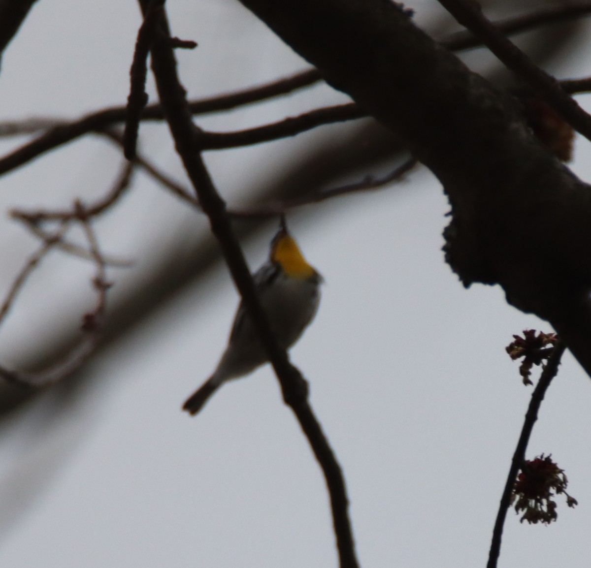Yellow-throated Warbler - ML434851591