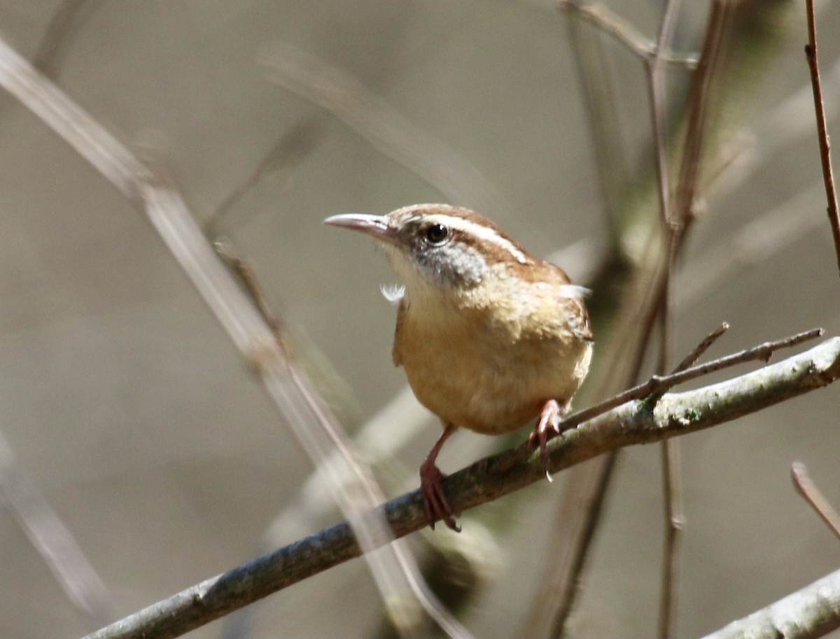Carolina Wren - ML434851851
