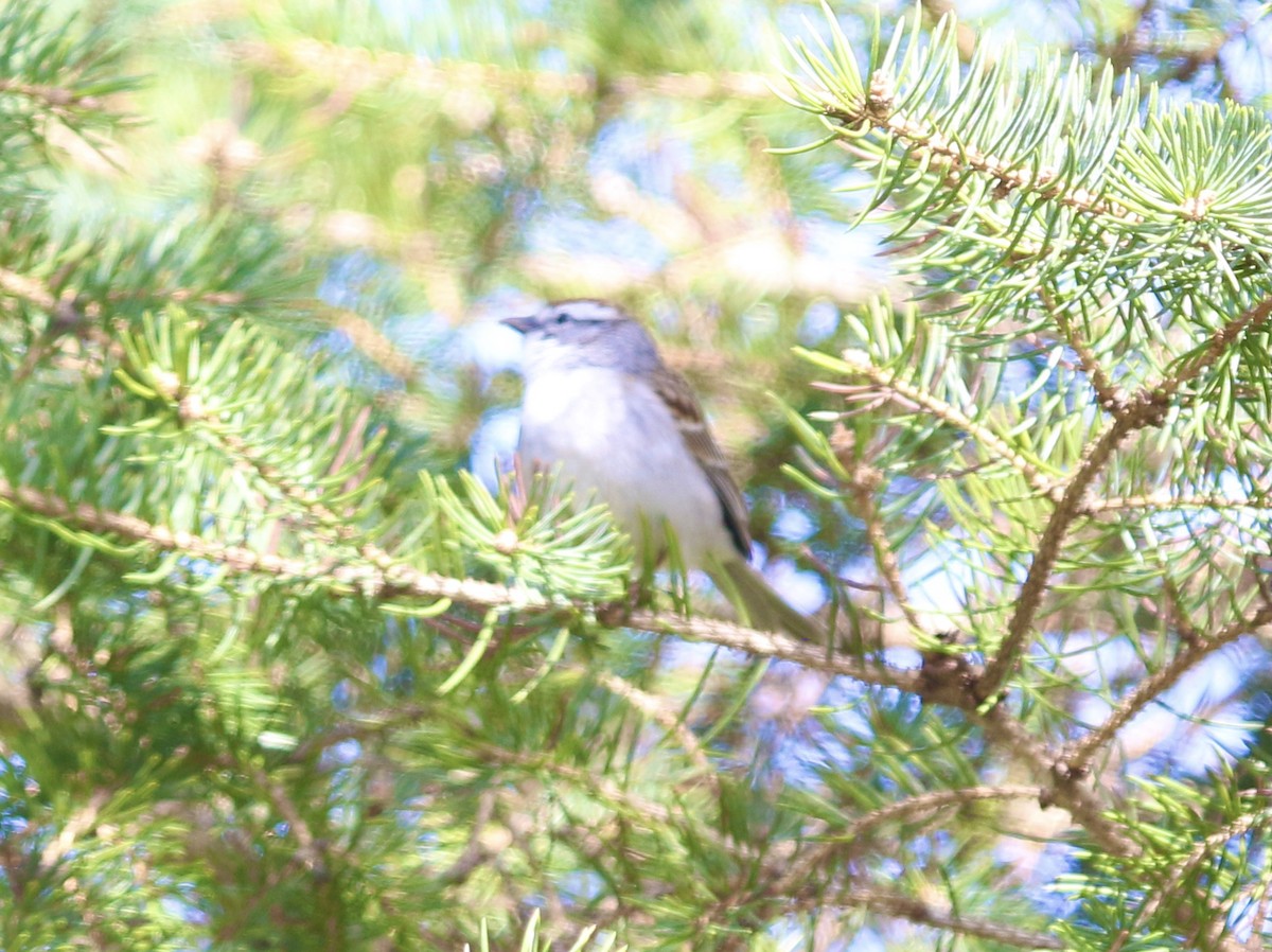 Chipping Sparrow - ML434852011