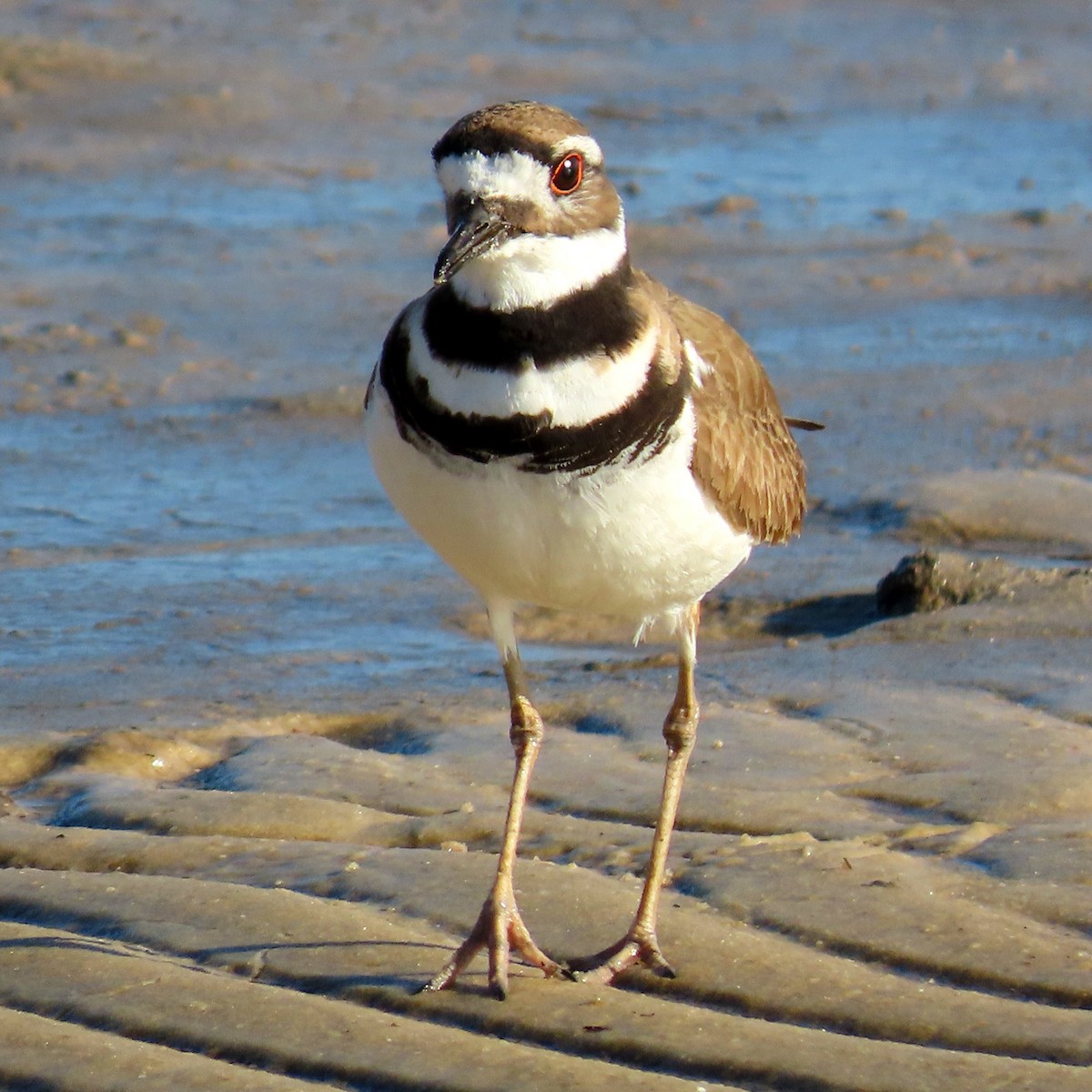 Killdeer - ML434852621