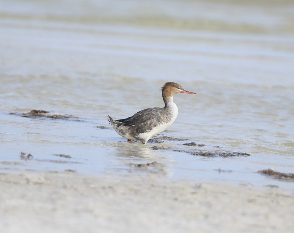 Red-breasted Merganser - ML434852841