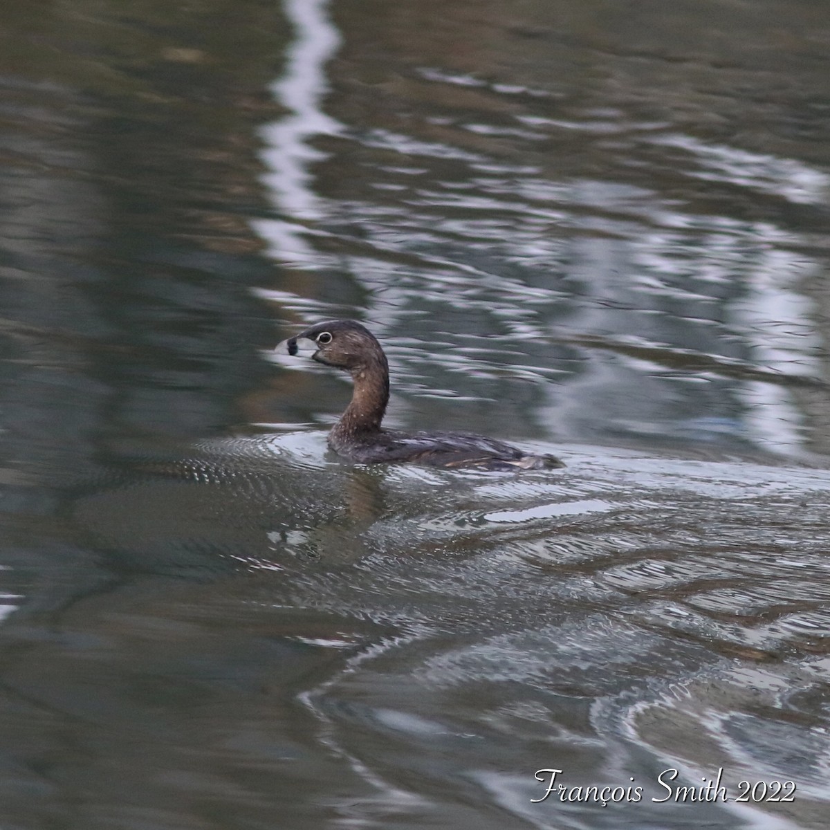 Pied-billed Grebe - ML434852961