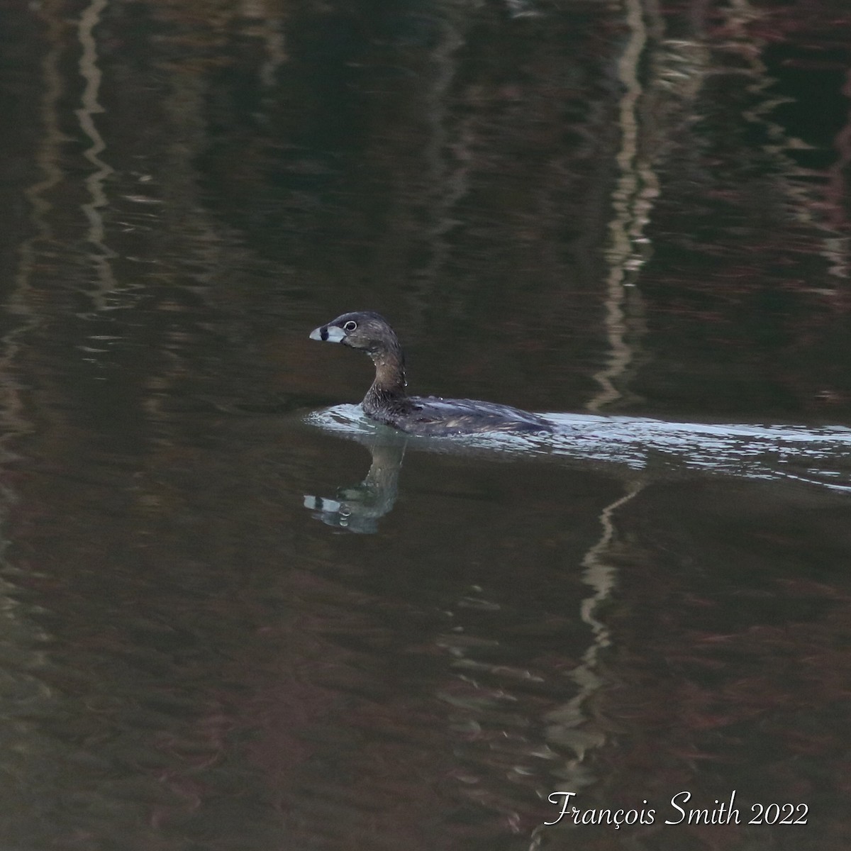 Pied-billed Grebe - ML434852971