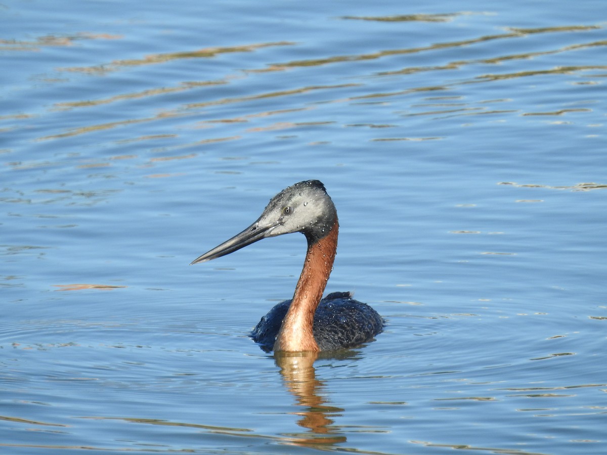 Great Grebe - ML434853181