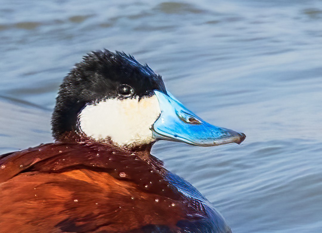 Ruddy Duck - Eric Dyck