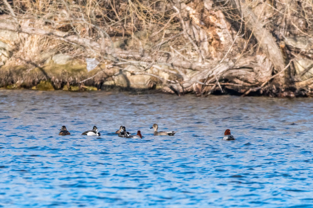 Gadwall - ML434853741