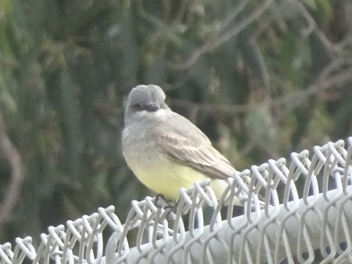 Western Kingbird - ML434856461