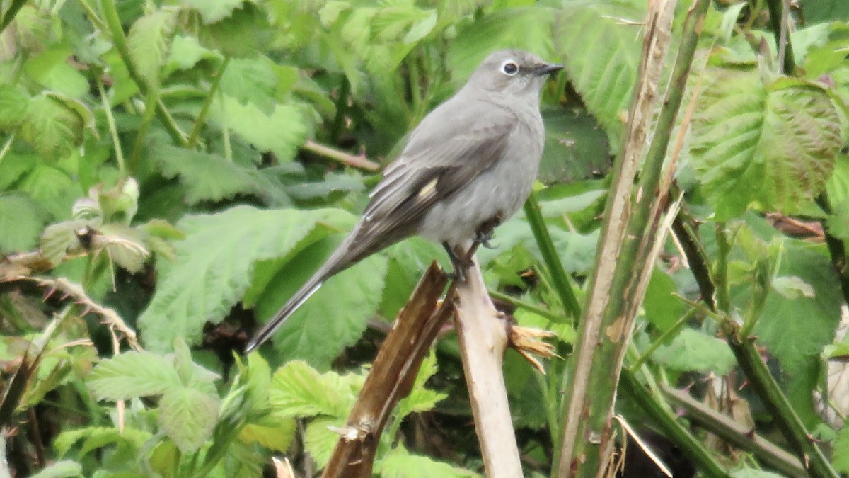 Townsend's Solitaire - Quentin Brown