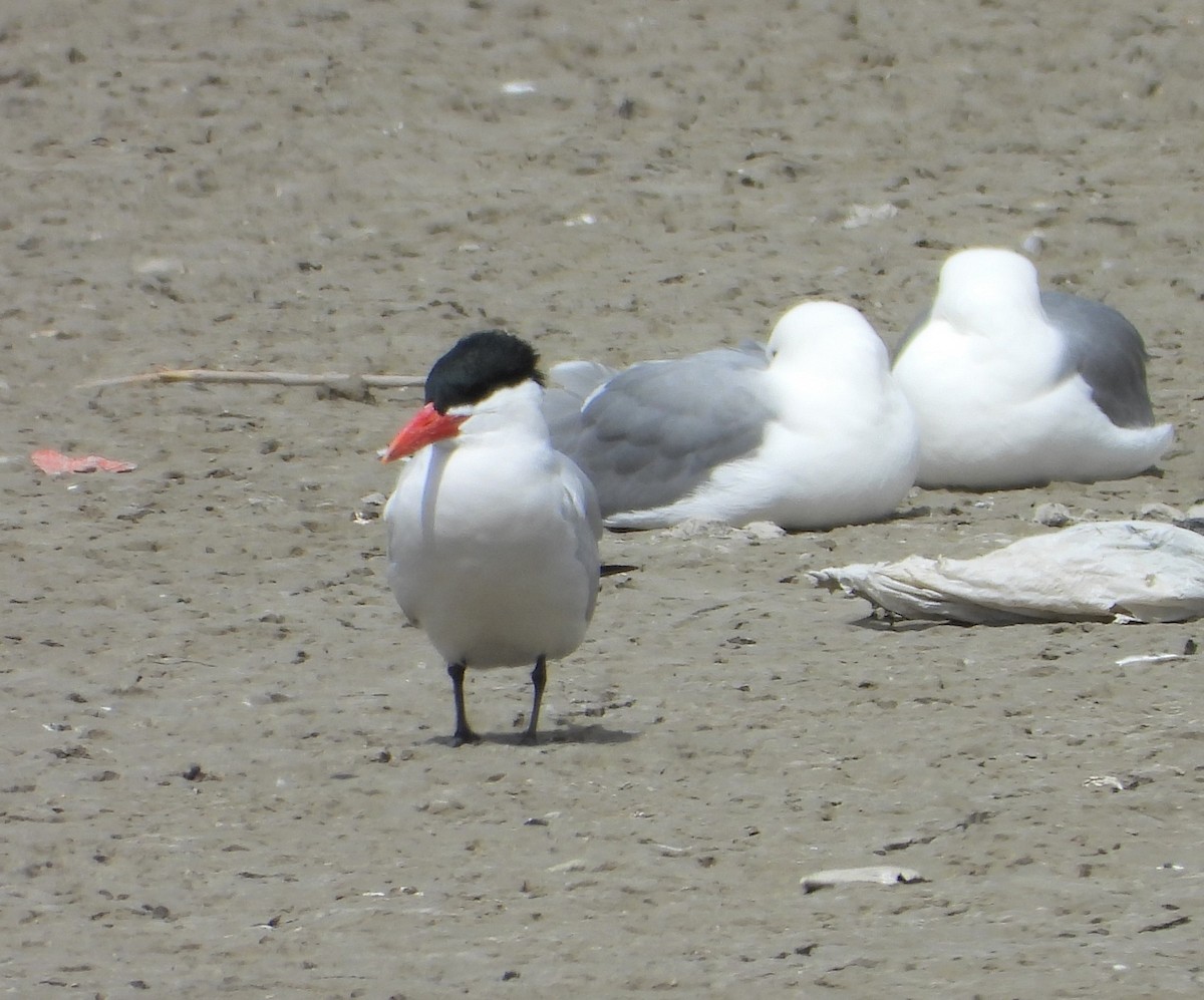 Caspian Tern - Lauri Taylor