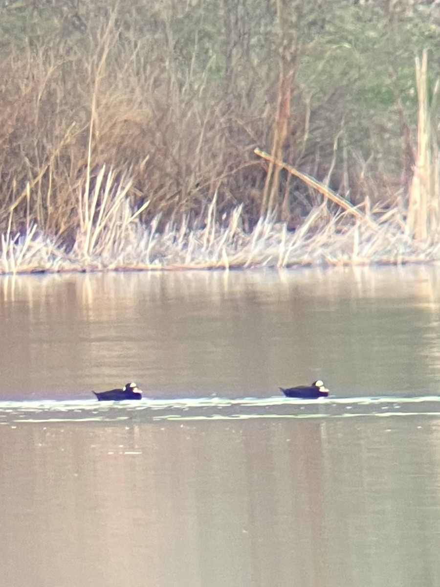 Surf Scoter - ML434858291