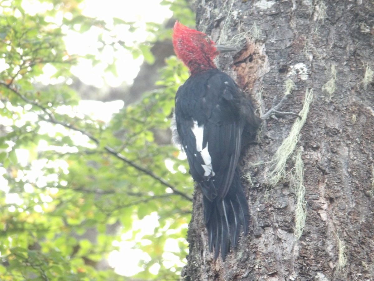 Magellanic Woodpecker - ML434859271