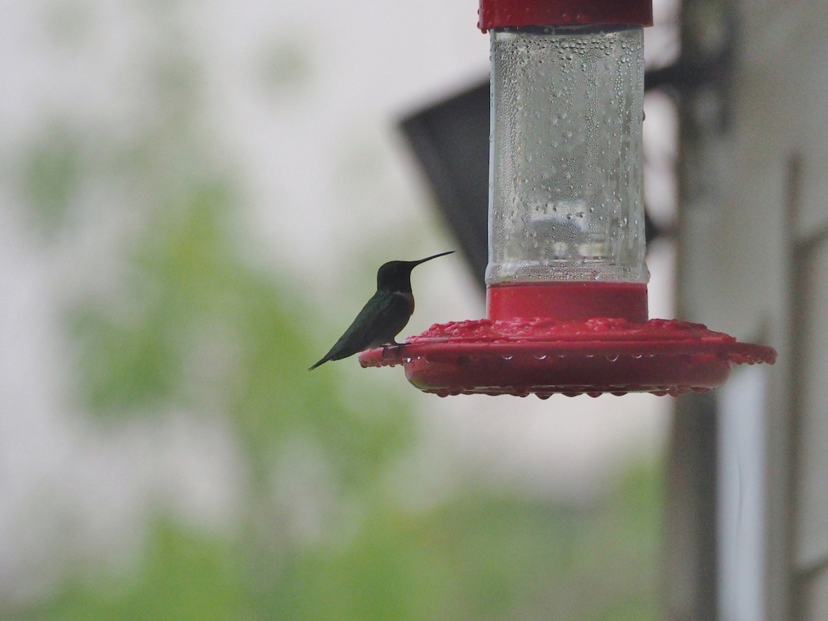 Ruby-throated Hummingbird - ML434859701