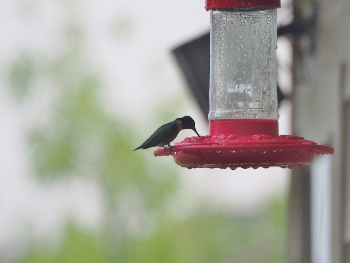 Ruby-throated Hummingbird - ML434859861