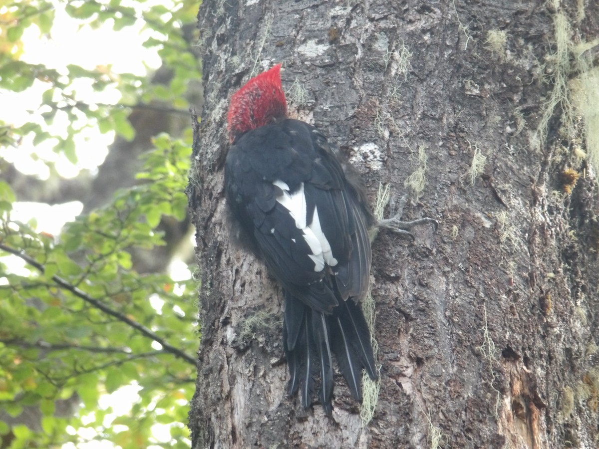 Magellanic Woodpecker - ML434860031