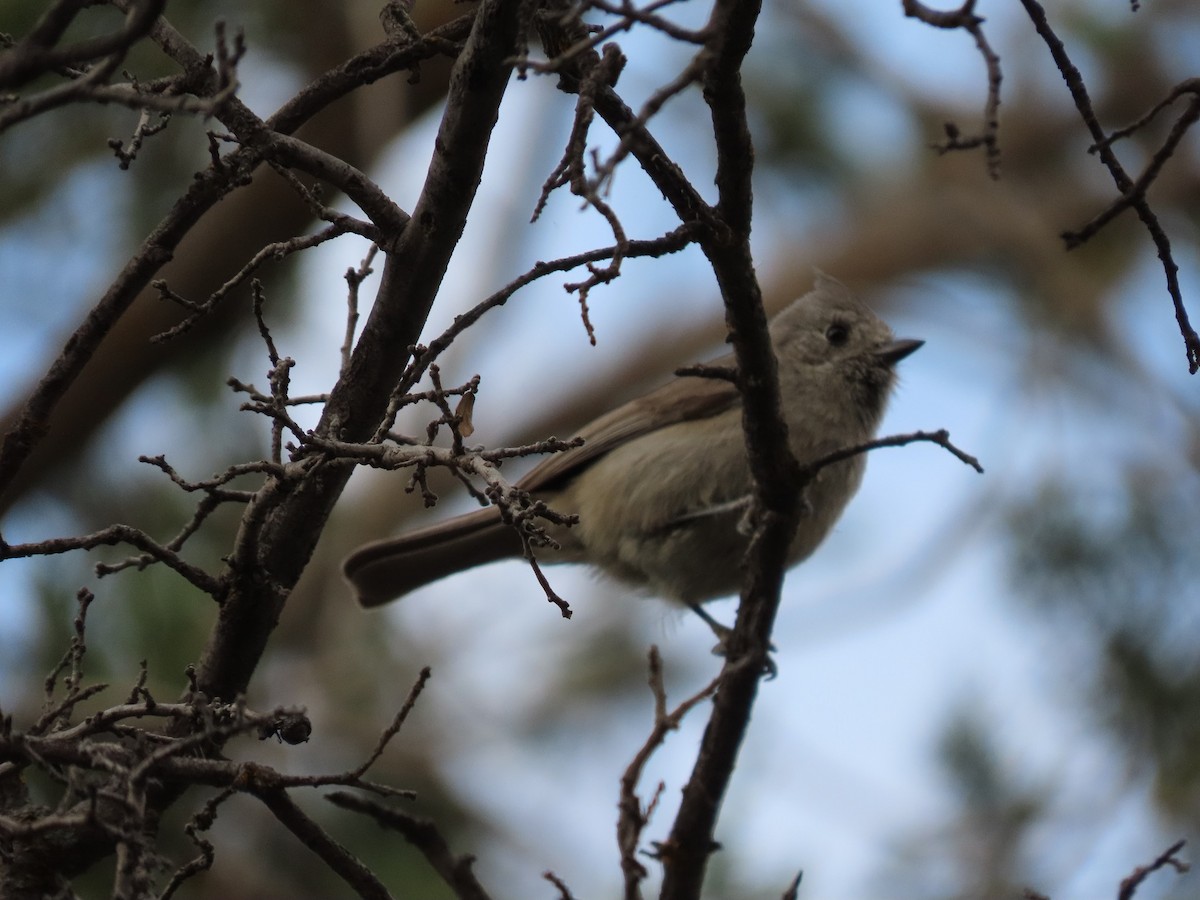 Juniper Titmouse - ML434860271