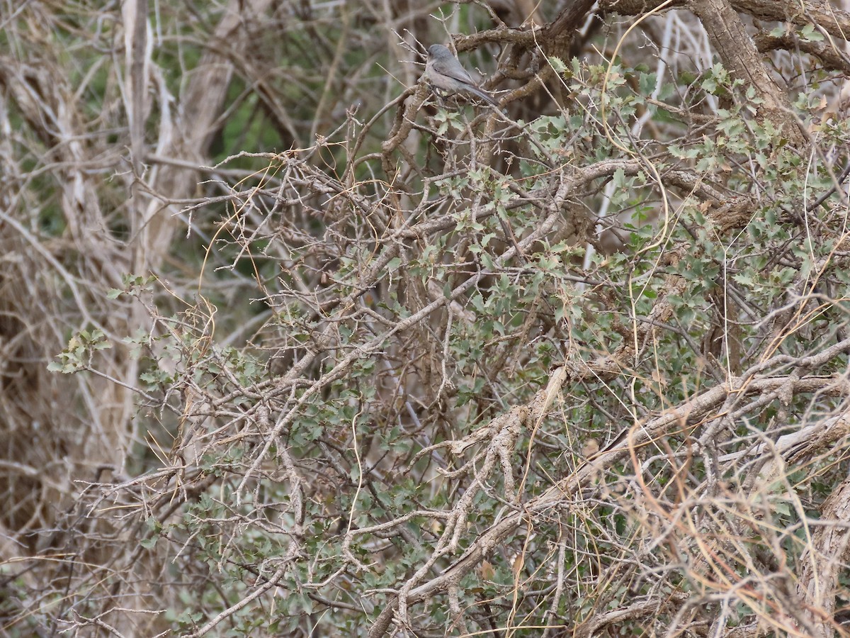 Bushtit - ML434860371