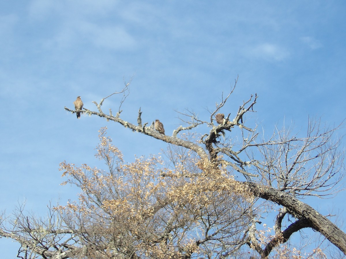 Caracara chimango - ML434861161