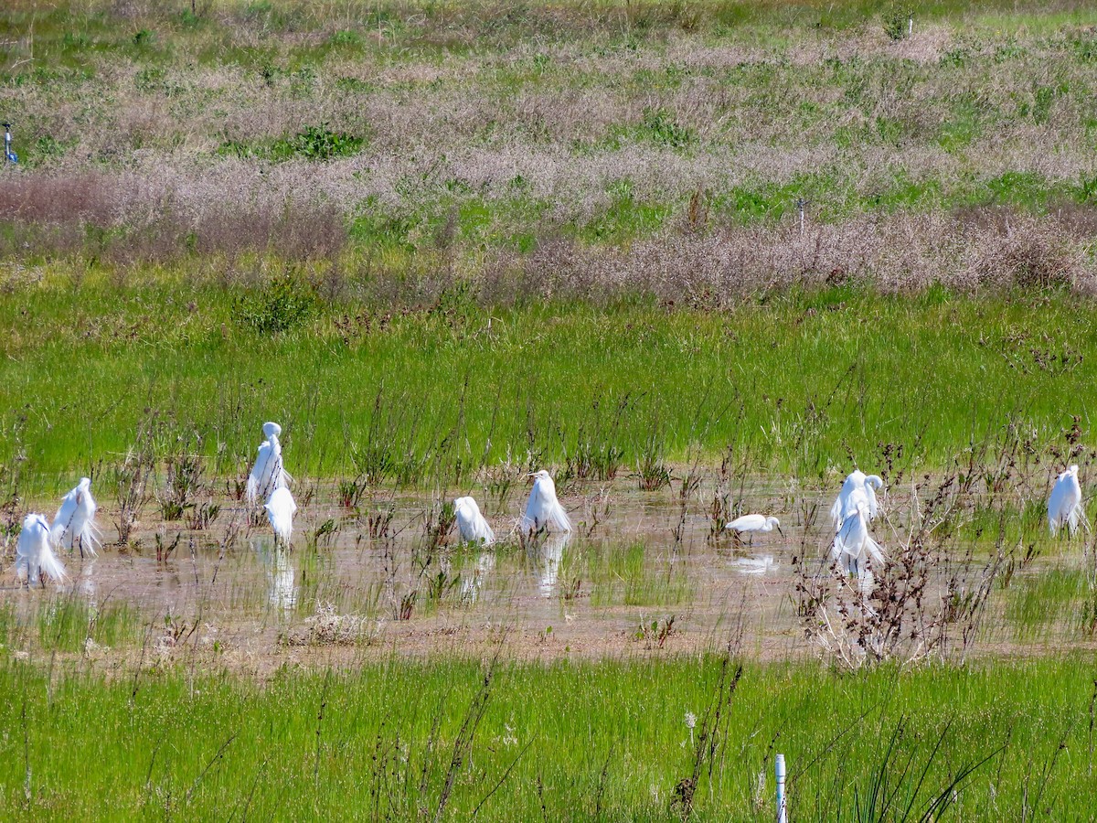 Great Egret - ML434861981