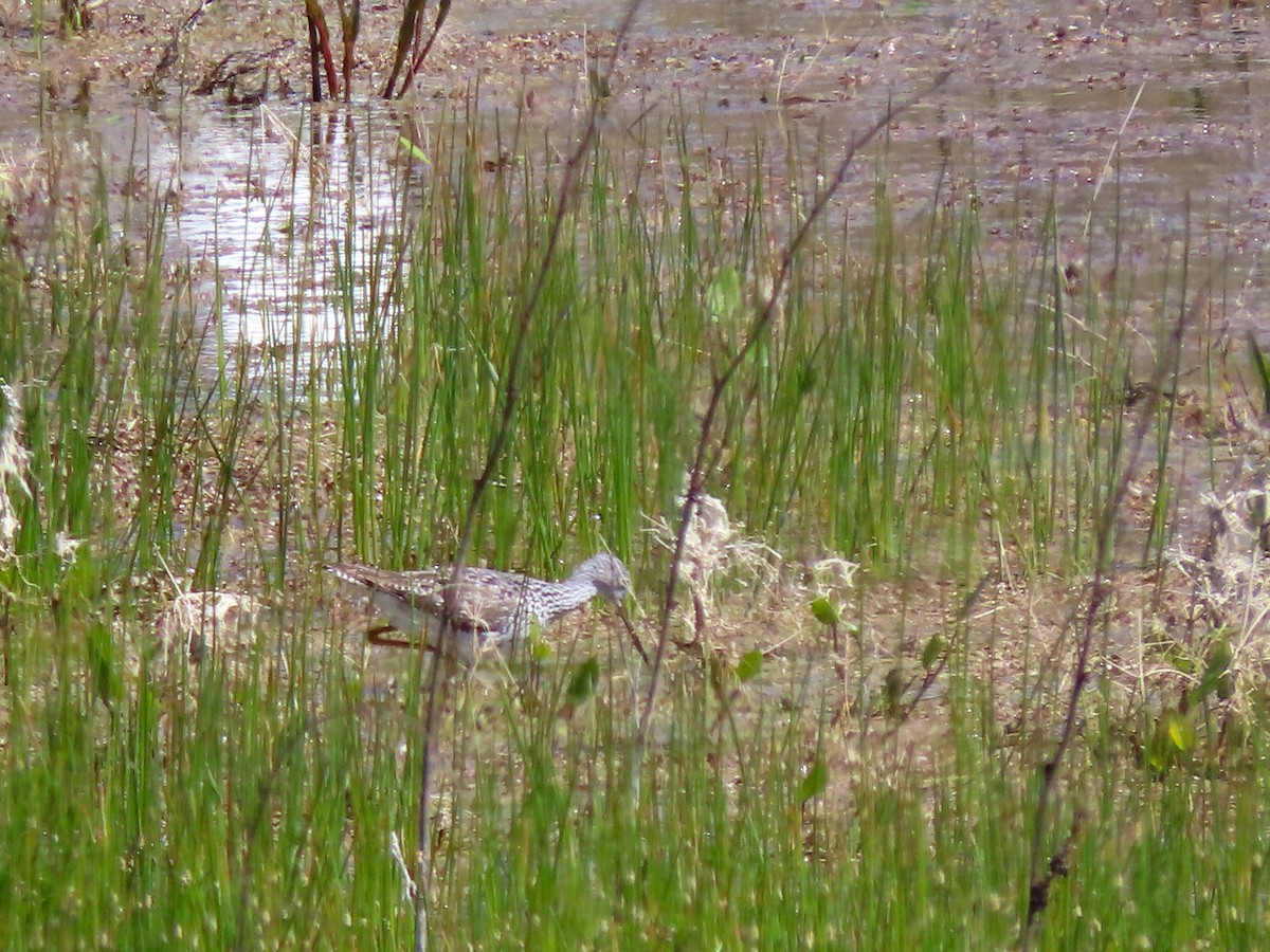 Greater Yellowlegs - ML434862121