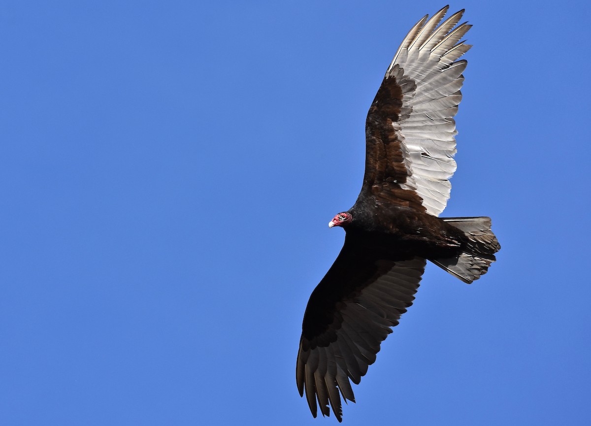 Turkey Vulture - ML434862261