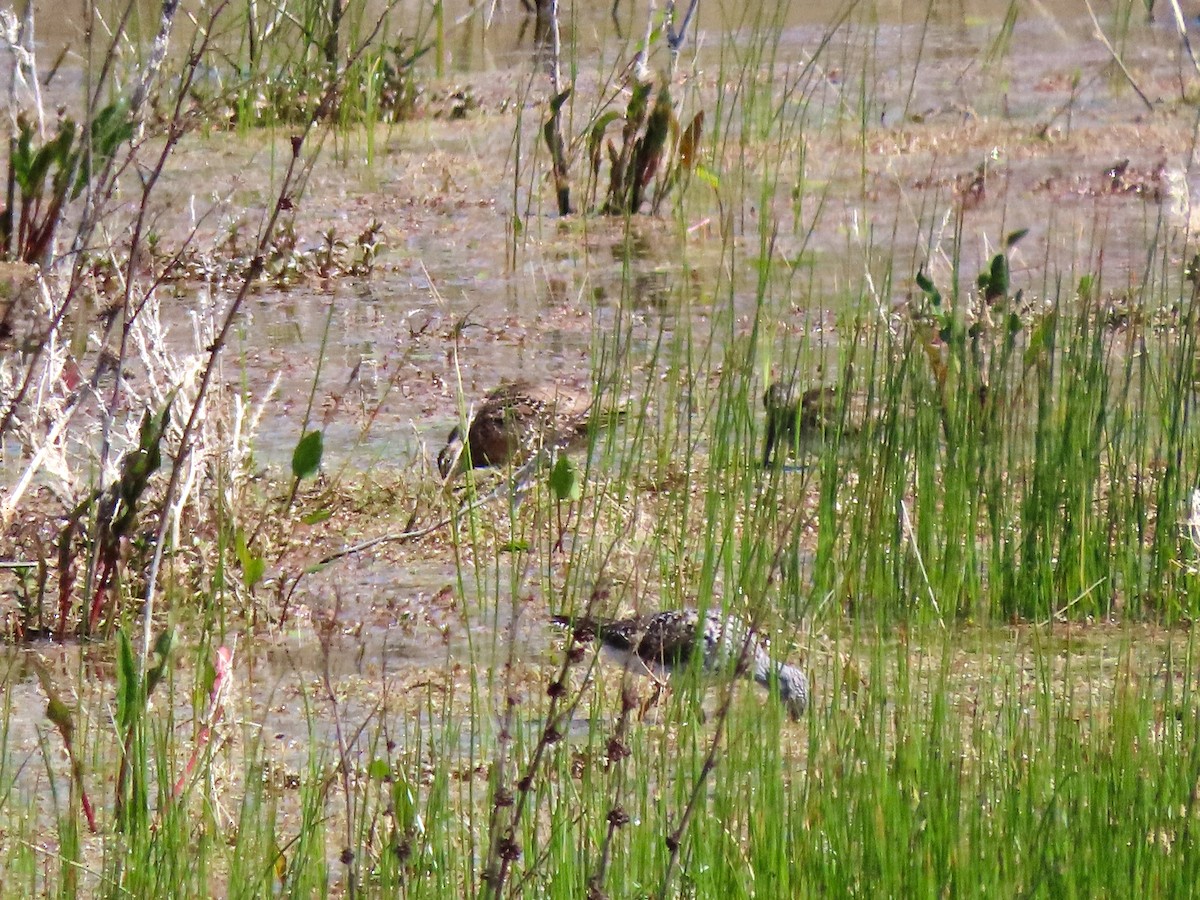 Short-billed/Long-billed Dowitcher - ML434862311